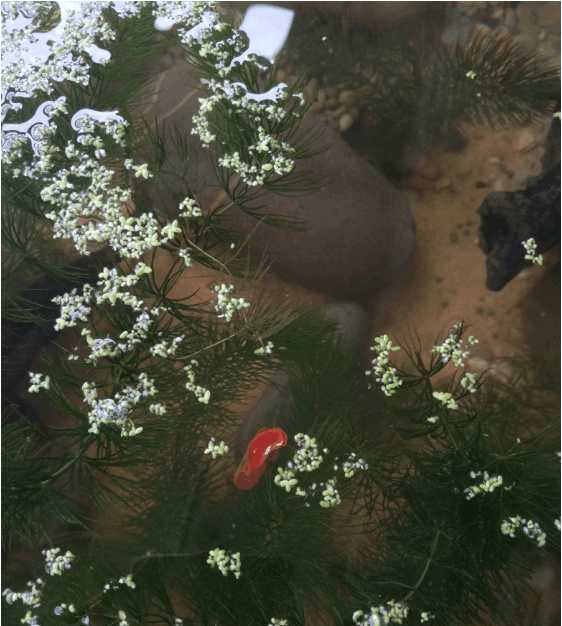 最便宜的鱼池推荐,一个观赏鱼池大概多少钱