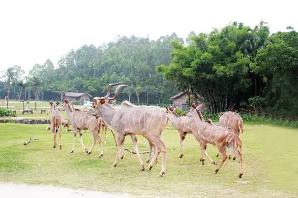 广州长隆野生动物园真实评价,广州长隆野生动物园讲解动物