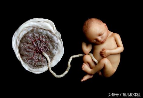 有关胎盘知识你知道多少,生完孩子胎盘怎么处理有什么讲究