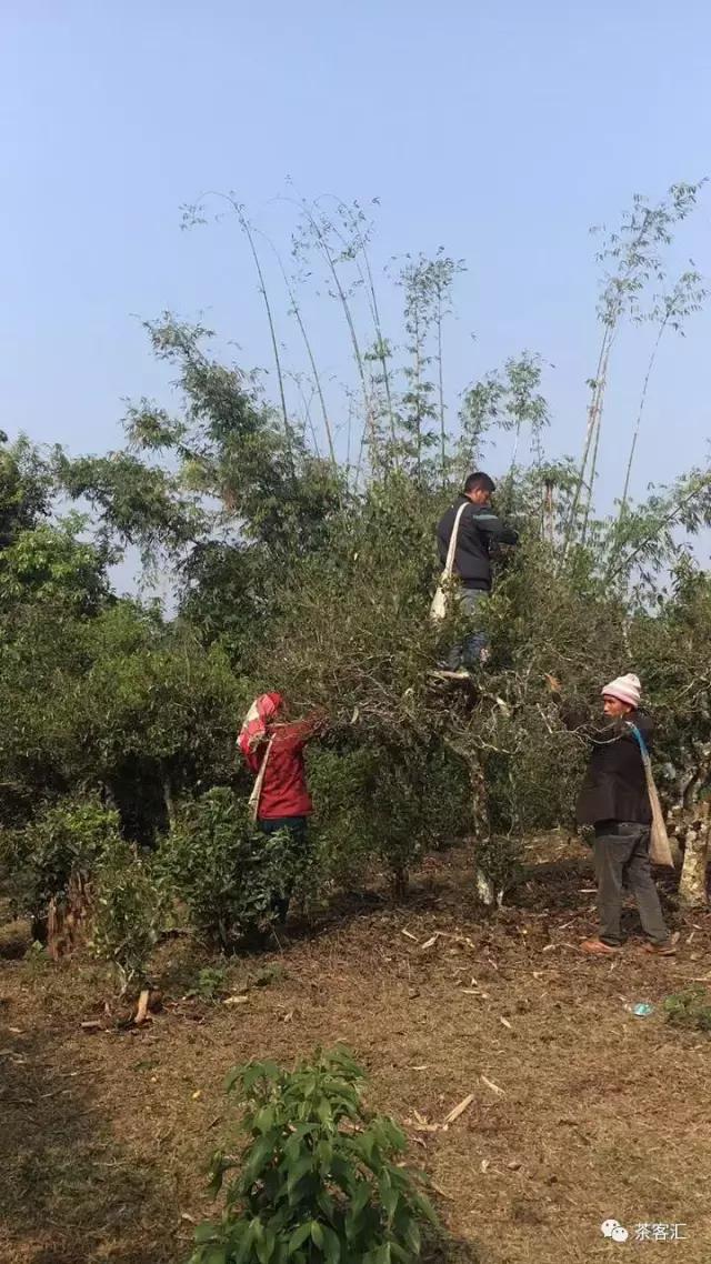 探寻普洱茶之旅路线,普洱茶人文寻访记第五天