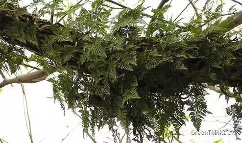 狼尾蕨造景方法,狼尾蕨的森林造景