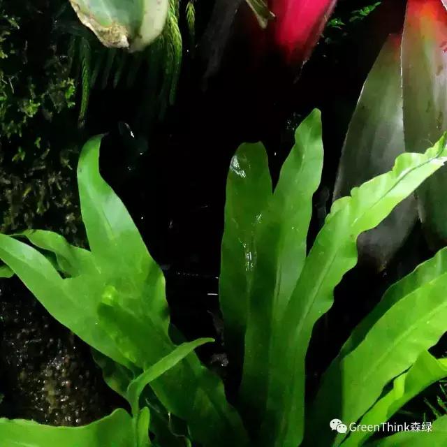 狼尾蕨造景方法,狼尾蕨的森林造景