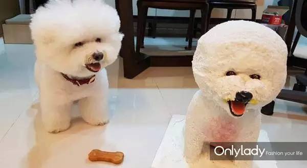 私人飞机？名牌包包？明星合影？这些宠物竟然这么大牌！