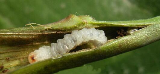 关于养花的“十大问题”,养花过程遇到的问题怎么解决