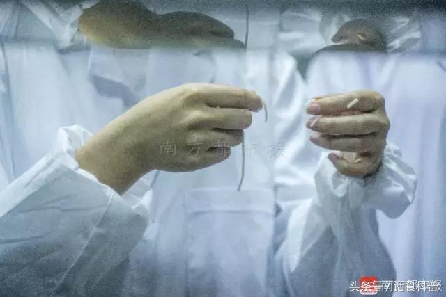 橡胶面条鉴别方法,橡胶面条是正品吗