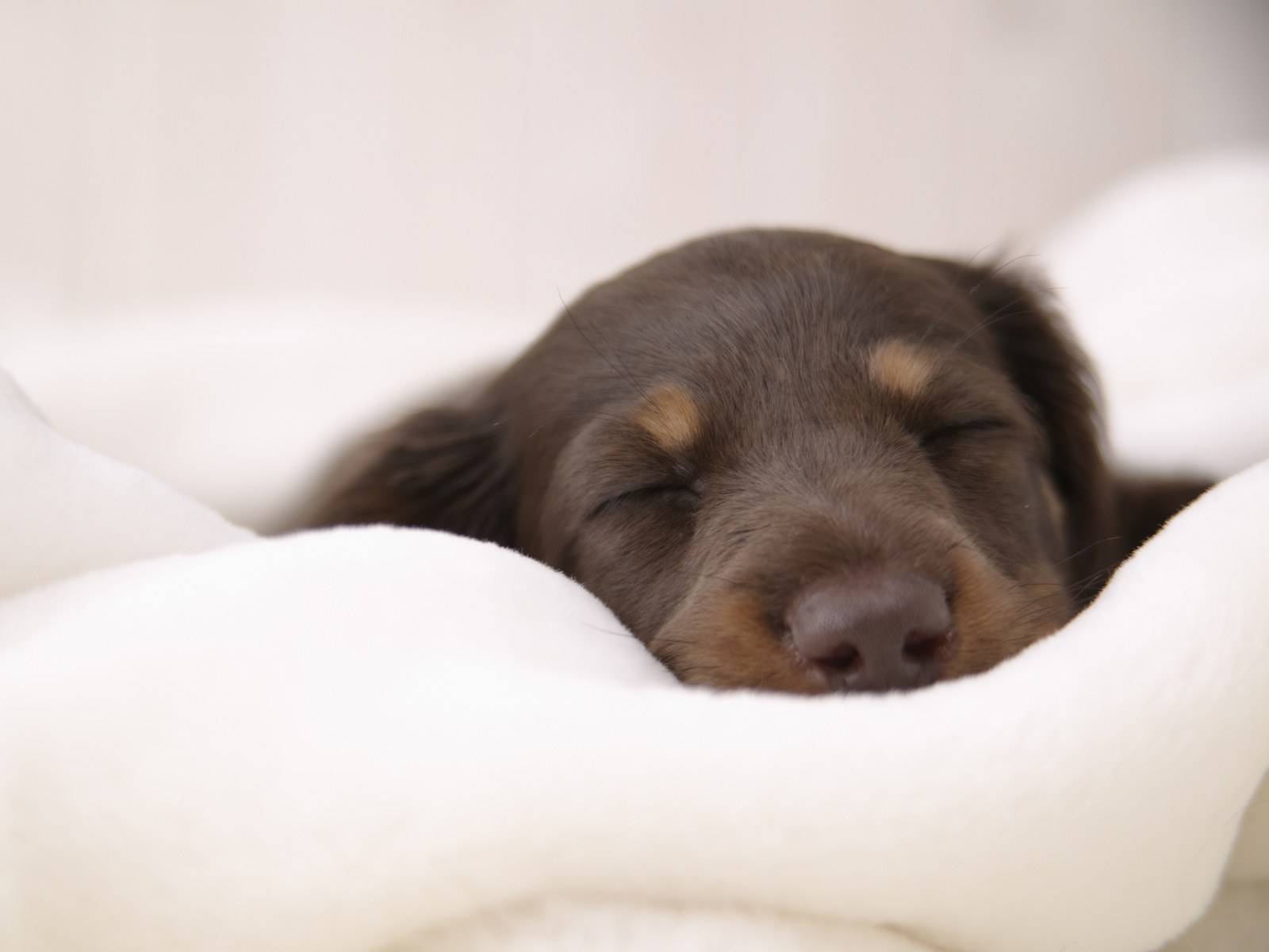 好养具有攻击性但温顺的狗狗,长毛的狗和短毛的狗哪个好养