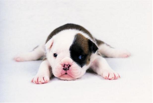 一九九四年属狗人的终身运程,狗人在2024年全年运程