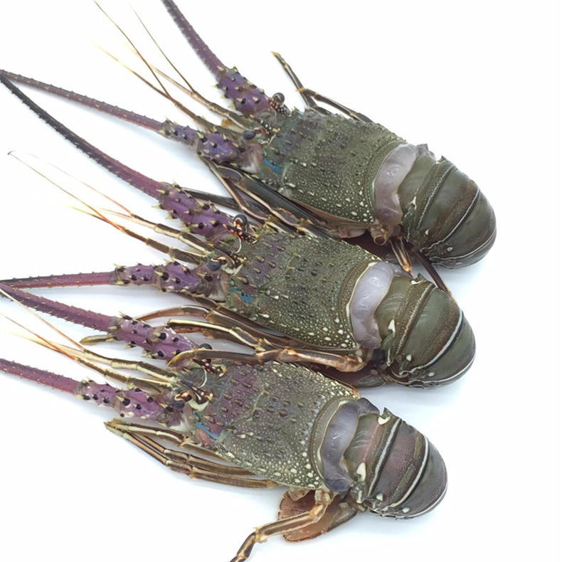 吃美味的澳洲大龙虾,澳洲大龙虾怎样烹调最简单好吃