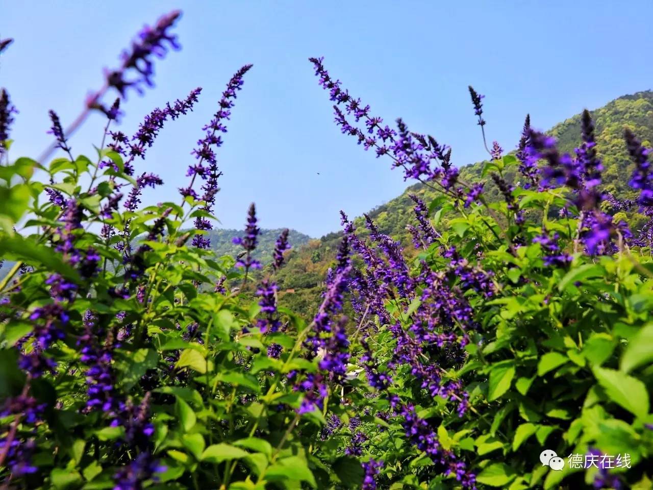 不用去罗平也可以看油菜花,不用去日本也能看的樱花海