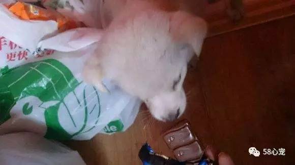 新手养狗把狗养死了好吗,第一次养狗把狗狗养死了