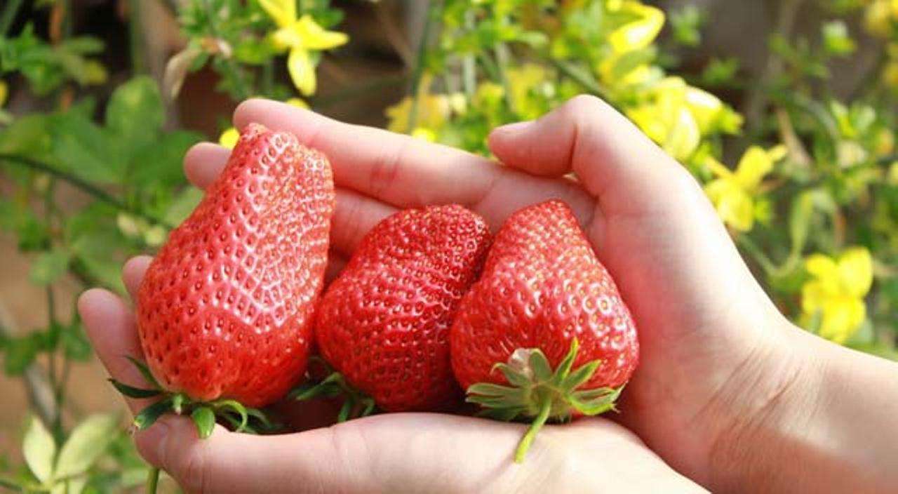 特点农业创业好项目推荐,休闲农业创业新思路有哪些内容