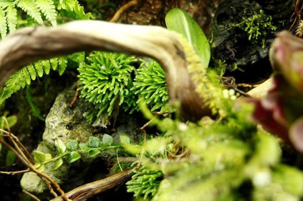 狼尾蕨造景方法,狼尾蕨的森林造景