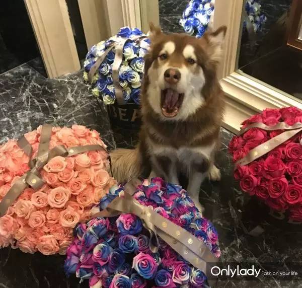 私人飞机？名牌包包？明星合影？这些宠物竟然这么大牌！