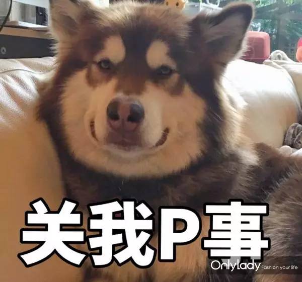 私人飞机？名牌包包？明星合影？这些宠物竟然这么大牌！