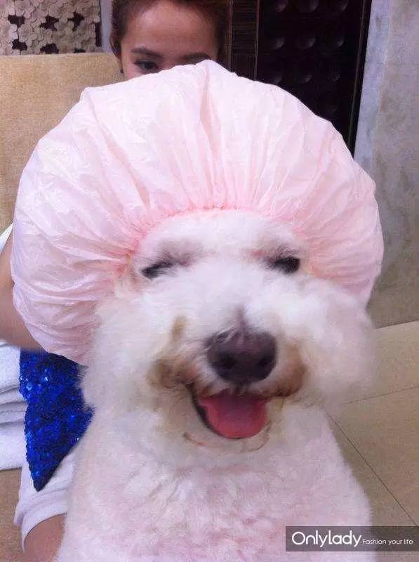 私人飞机？名牌包包？明星合影？这些宠物竟然这么大牌！