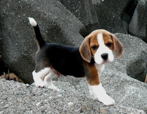 好养具有攻击性但温顺的狗狗,长毛的狗和短毛的狗哪个好养