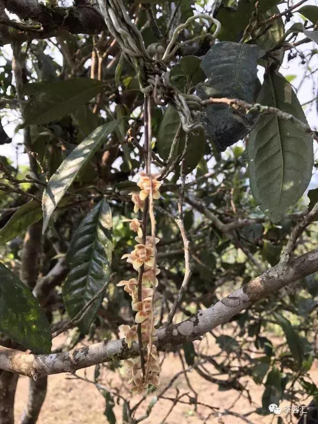 探寻普洱茶之旅路线,普洱茶人文寻访记第五天