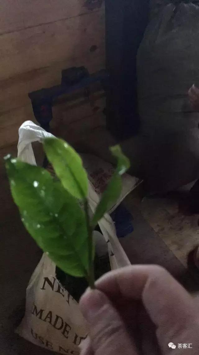 探寻普洱茶之旅路线,普洱茶人文寻访记第五天