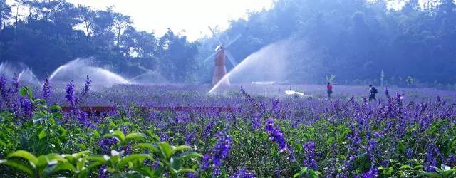 不用去罗平也可以看油菜花,不用去日本也能看的樱花海