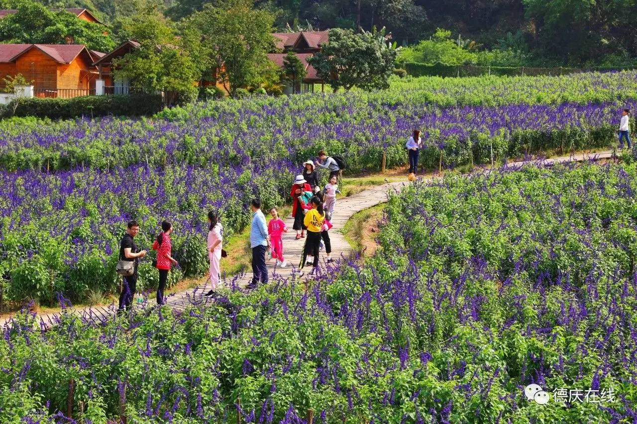 不用去罗平也可以看油菜花,不用去日本也能看的樱花海