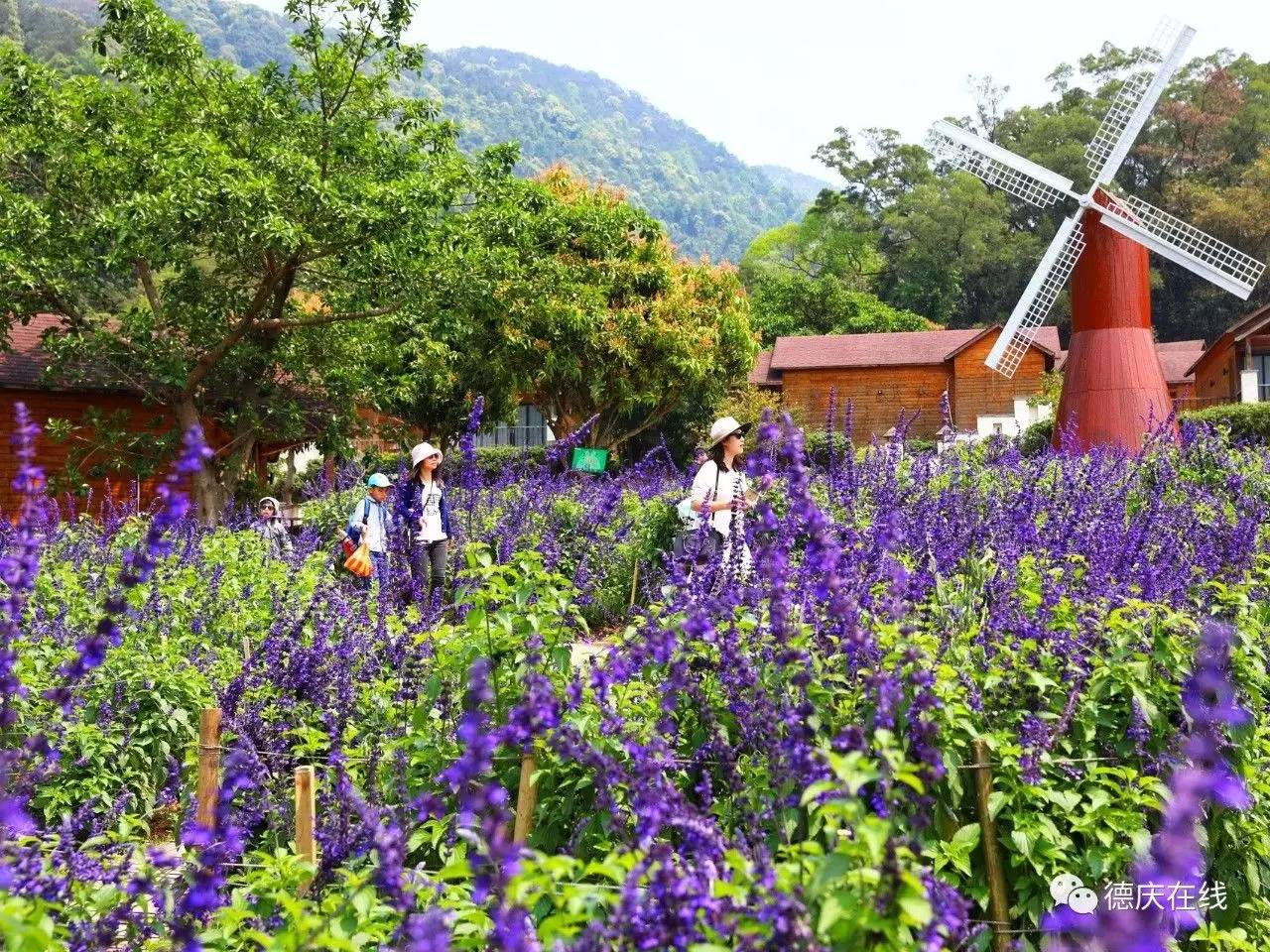 不用去罗平也可以看油菜花,不用去日本也能看的樱花海