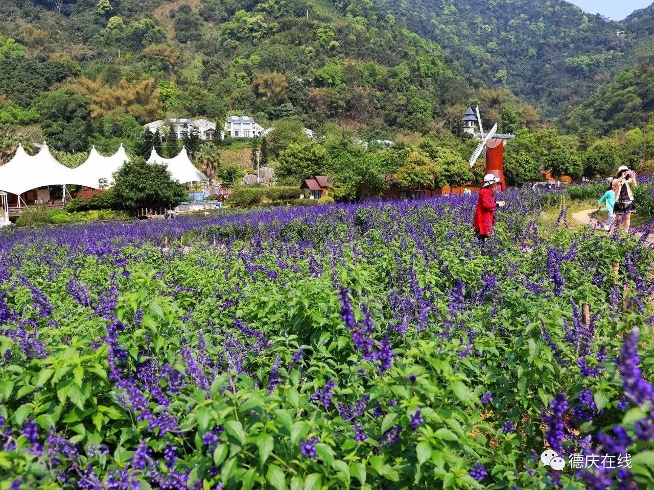 不用去罗平也可以看油菜花,不用去日本也能看的樱花海