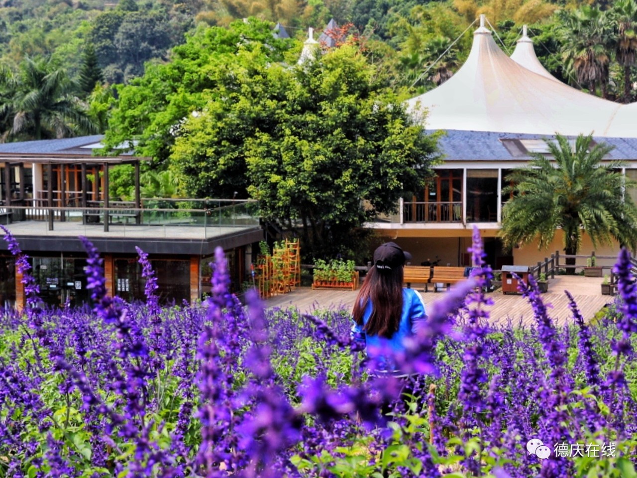 不用去罗平也可以看油菜花,不用去日本也能看的樱花海