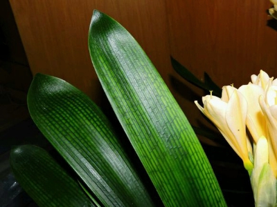 君子兰花芽开花期间能浇水吗,君子兰怎么浇水才能长得好看