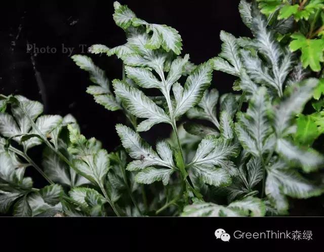 狼尾蕨造景方法,狼尾蕨的森林造景