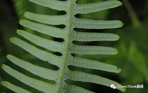狼尾蕨造景方法,狼尾蕨的森林造景