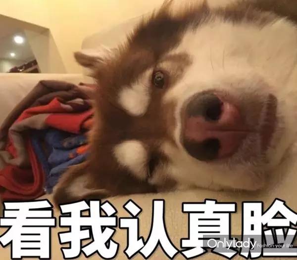 私人飞机？名牌包包？明星合影？这些宠物竟然这么大牌！