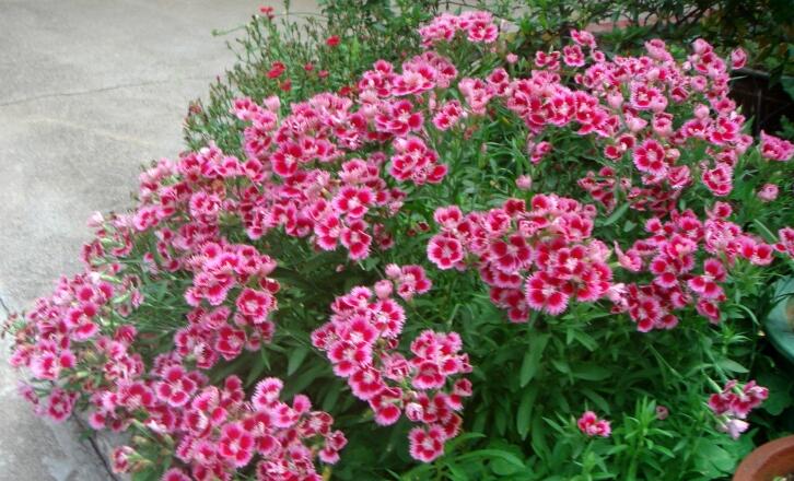 关于养花的“十大问题”,养花过程遇到的问题怎么解决