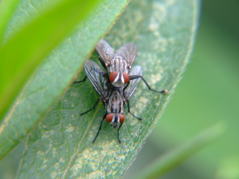 苍蝇能有什么用,苍蝇可以干什么用