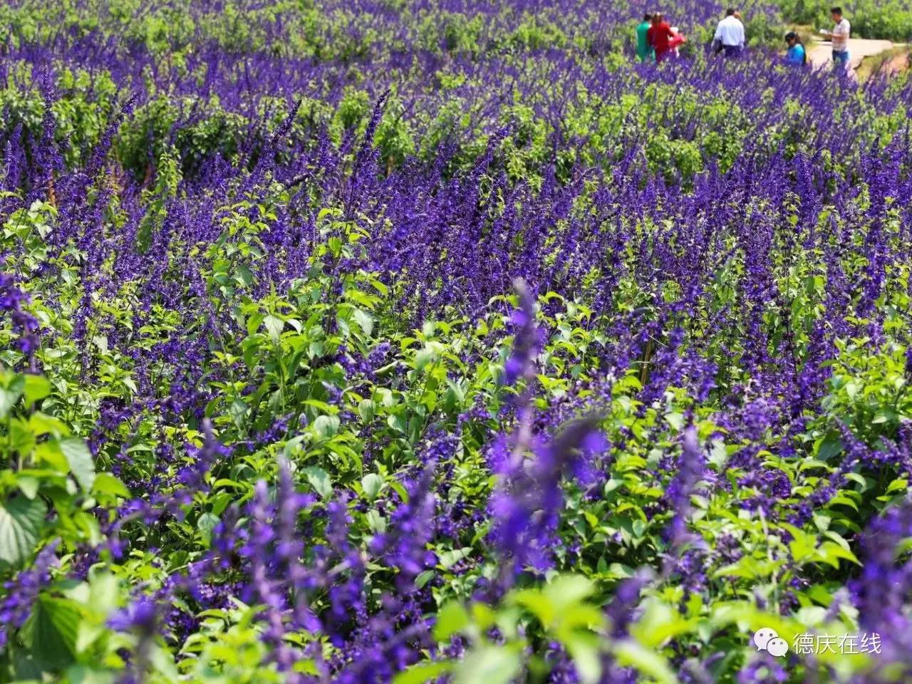 不用去罗平也可以看油菜花,不用去日本也能看的樱花海