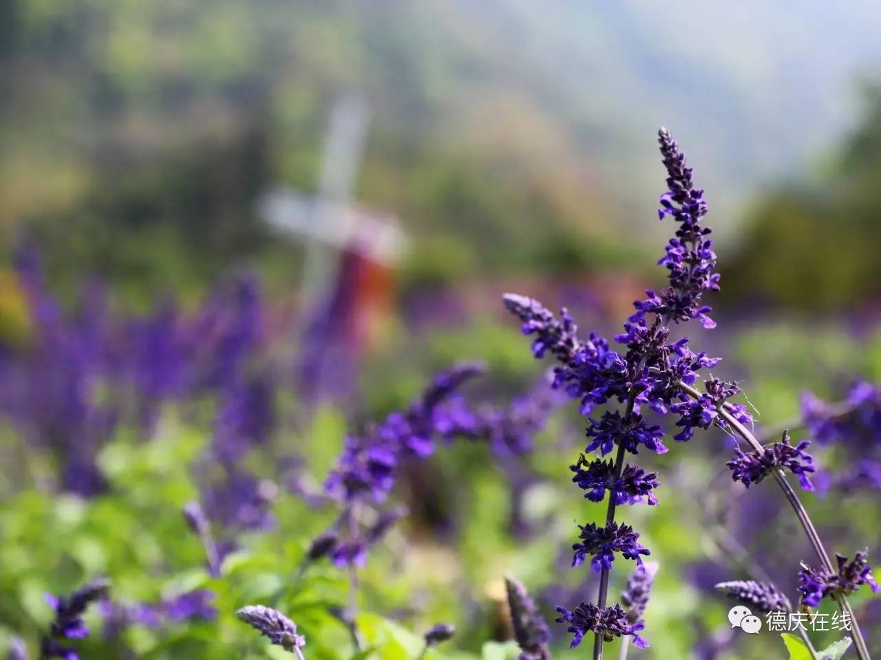 不用去罗平也可以看油菜花,不用去日本也能看的樱花海