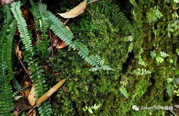 狼尾蕨造景方法,狼尾蕨的森林造景