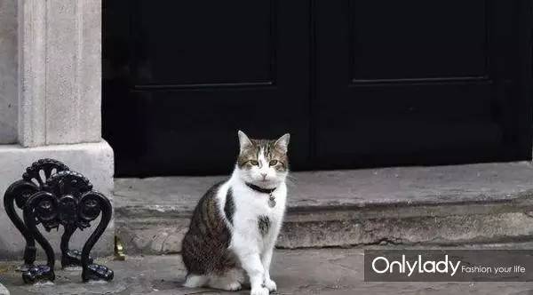 私人飞机？名牌包包？明星合影？这些宠物竟然这么大牌！