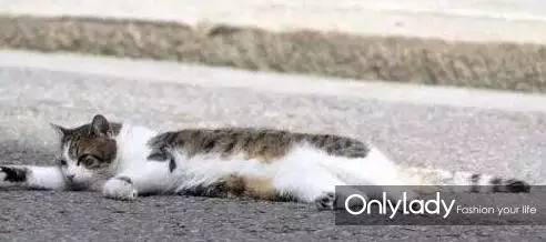 私人飞机？名牌包包？明星合影？这些宠物竟然这么大牌！