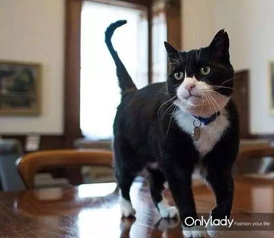 私人飞机？名牌包包？明星合影？这些宠物竟然这么大牌！