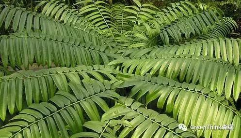 狼尾蕨造景方法,狼尾蕨的森林造景