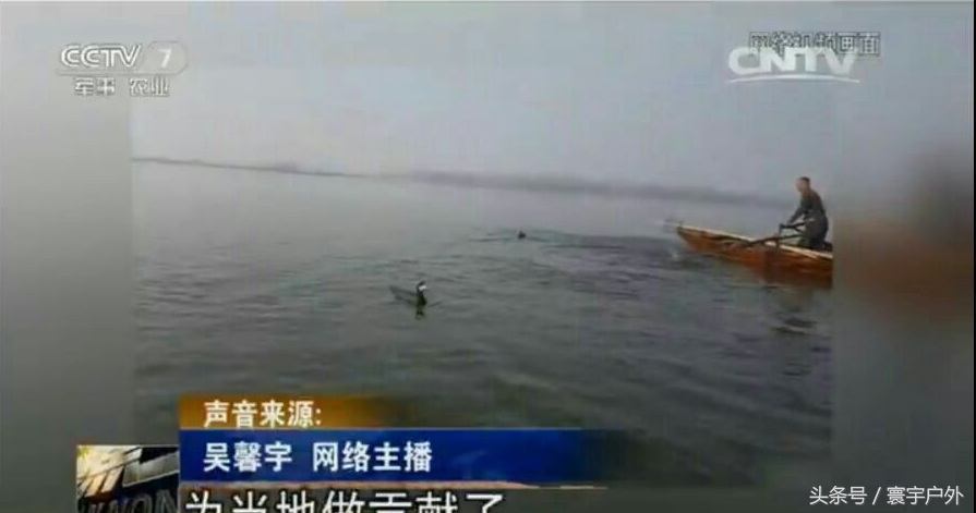 靠着千年传承的鸬鹚捕鱼，他们登上了央视的大屏幕！（附视频）