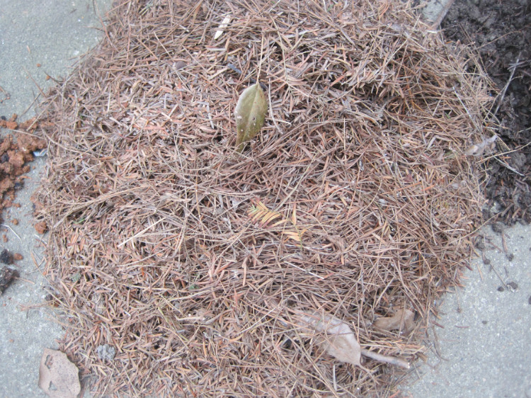 盆栽花卉全用营养土可以吗,怎样配制夏天花卉营养土