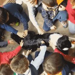 边牧这么聪明为什么很少人养,边牧太胆小了什么都教不会