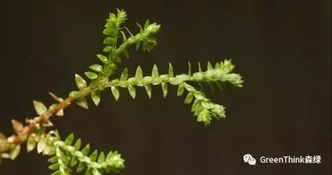 狼尾蕨造景方法,狼尾蕨的森林造景