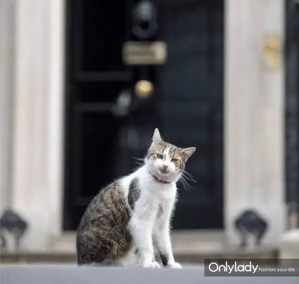 私人飞机？名牌包包？明星合影？这些宠物竟然这么大牌！