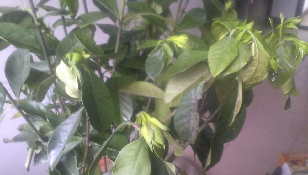 关于养花的“十大问题”,养花过程遇到的问题怎么解决