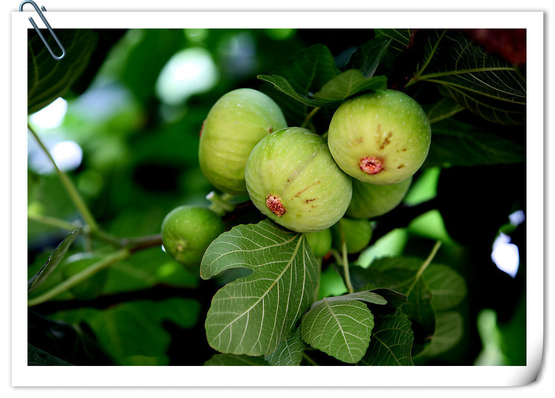 遇见无花果,怀旧无花果