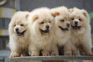 松狮好养吗,松狮到底好不好养