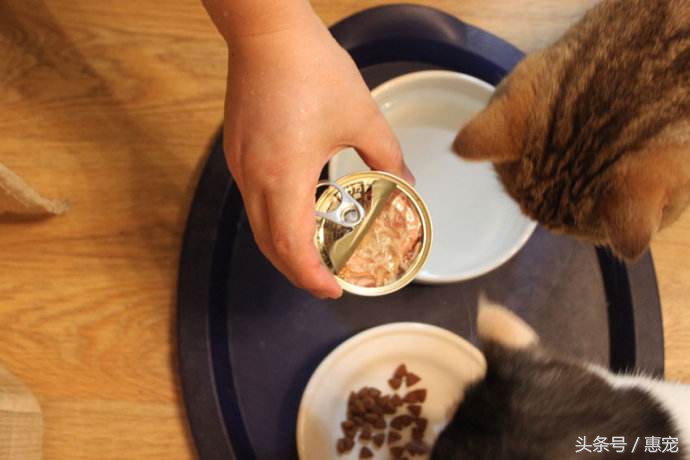 流口水的猫是什么病,猫一直吐黄水不吃饭不喝水没精神