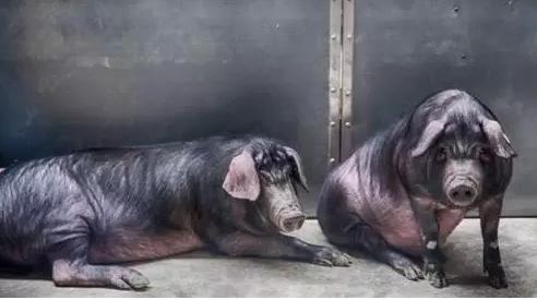 丁磊养猪成功案例,丁磊养猪的创业思维